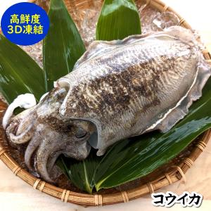 コウイカ（冷凍）　１杯　約200-249ｇ　（浜坂産）　(...