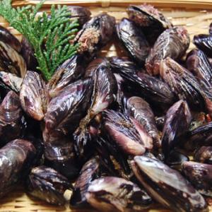貝「クロクチ（冷凍）」　サイズ混ざり　300ｇ　　（浜坂産）　（二枚貝、ムラサキインコ）ダシ取り、つりえさ、餌