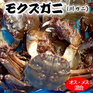 ＼値下げセール中／天然 モクズガニ (活生)オス・メス混ざり 約1kg前後（5-10匹前後）大小混ざり（兵庫県産） ツガニ ケガニ ヤマタロウガニ 川ガニ カニ