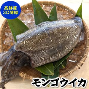 モンゴウイカ（カミナリイカ）（生冷凍）　特大　1杯入　約1.0-1.2ｋｇ（胴長さ目安：約22cm程度）　（浜坂産）　（紋甲いか・もんごういか・かみなりいか）｜matubagani