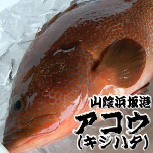 超高級魚　アコウ　1尾　約36-38cm （生冷凍・調理済み）　（浜坂産）(キジハタ、アカミズ、赤水)