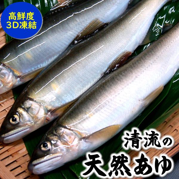 山陰・岸田川産　天然アユ（活〆・友釣り・生冷凍）　超特大　1尾　体長約23-25cm　真空パック　　...