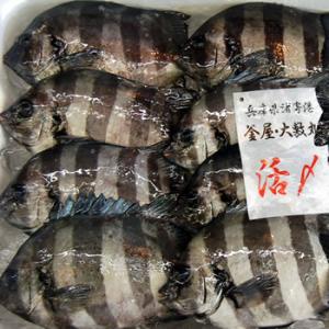 石鯛（冷凍・下処理済み） １尾×約150-199ｇ（調理前の重さ）（浜坂産）（イシダイ・いしだい）