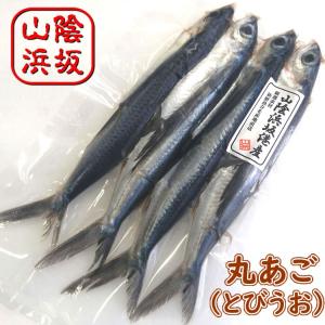 丸あご（とびうお）[生冷凍・調理済み]４尾入りで約300〜400ｇ（調理後の重さ） （浜坂産）