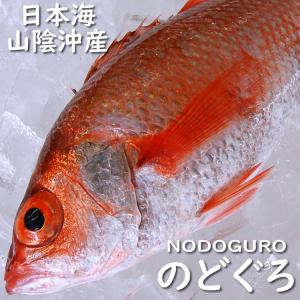 ノドグロ（下処理済・冷凍）　1尾　約350-399ｇ（調理前重さ）　（浜坂産）　（のどぐろ/赤睦）｜matubagani