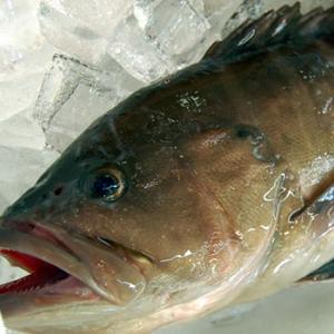 超高級魚　タカバ（マハタ）1尾　約38-40cm  （生冷凍・調理済み）（浜坂産）