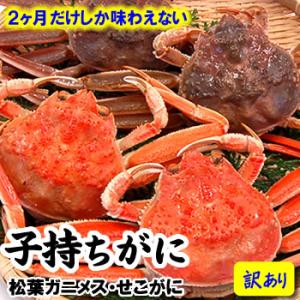 （送料無料）訳あり・子持ちがに（生）小　6匹入り（浜坂産）（即日発送）　（親ガニ、せこがに、セコガニ、せいこがに、セイコガニ）