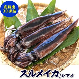 八戸産 船凍するめいか 5杯入 (約1.3kg〜1.5kg) 冷凍いか 船凍いか 真