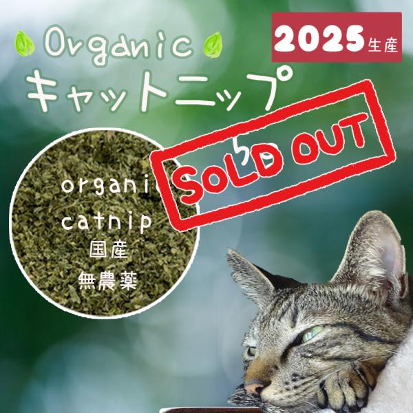 国産 オーガニック キャットニップ 2025産　無農薬 安心 安全