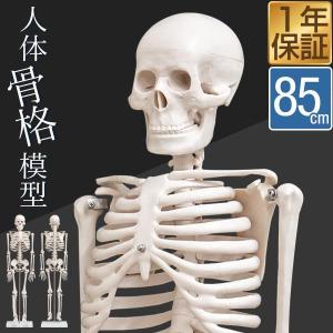 1年保証 人体骨格模型 骨 約85cm 1/2モデル 展示スタンド付き 1年保証 人体骨格模型 骨 約85cm 1/2モデル 展示スタンド付き