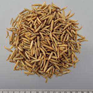 ジェックス RepDeli バグプレミアム 45gの詳細画像1
