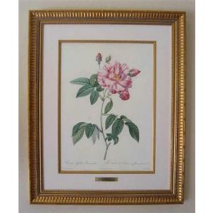 ルドゥーテのバラ（ルドゥテローズ）のアンティーク複製額絵（ロサ・ヴェルシコロール）