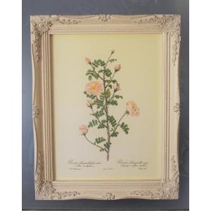 ピエール・ジョセフ・ルドゥーテの薔薇（ルドゥーテローズ）のフレンチフレーム額OR6（オールドローズ、...