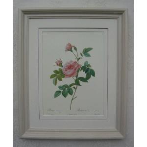 ルドゥテのバラ（ルドゥーテローズ）のフレーム額絵（ホワイトサンドフレーム）No,2