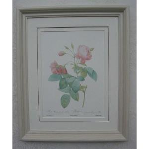 ルドゥテのバラ（ルドゥーテローズ）のフレーム額絵（ホワイトサンドフレーム）No,3