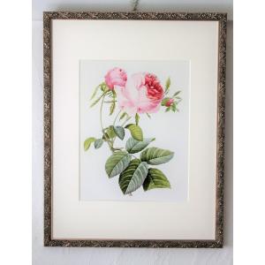 ルドゥーテの描いた美しいオールドローズ、ロサ・ケンティフォリアのジクレー複製画（ビクトリアン・ローズ...