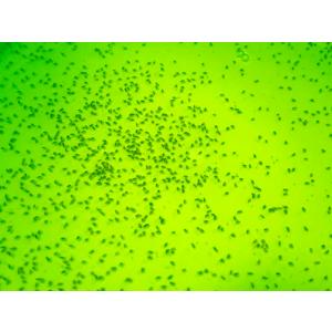 スーパー生クロレラ 30ml 常温発送 ご希望...の詳細画像1