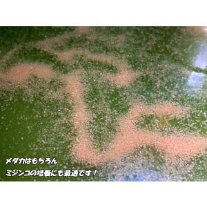 【ミジンコ繁殖セット】タマミジンコ 0.5g+...の詳細画像2