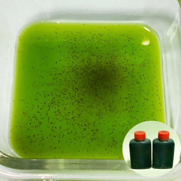 ミジンコ 約3,000匹前後(約1g〜)+スーパー生クロレラ 60ml+繁殖方法説明書付き【クール宅...