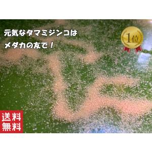 ミジンコ 約1500匹(0.5g〜) ハイグレード クロレラ水入り 【タマミジンコ】