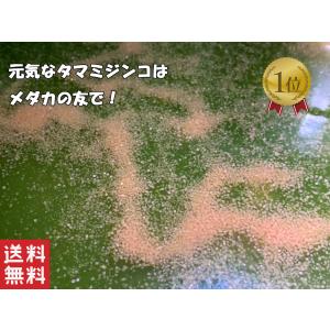 ミジンコ 約1500匹(0.5g〜) ハイグレード クロレラ水入り 【タマミジンコ】｜メダカの友