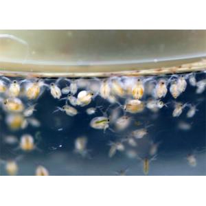 ミジンコ 約1500匹(0.5g〜) ハイグレ...の詳細画像2