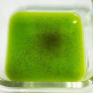 ミジンコ 約1500匹(0.5g〜) ハイグレ...の詳細画像1