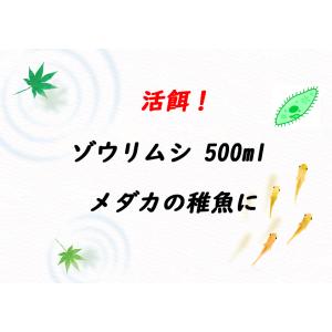 ゾウリムシ 500ml+培養用エサ 6錠+説明...の詳細画像1