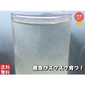メダカの稚魚 スターターセット ゾウリムシとグ...の詳細画像3