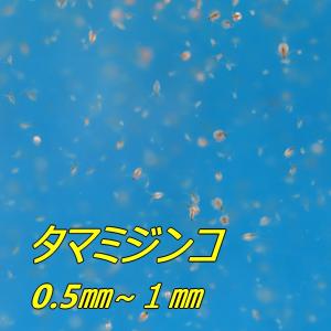 【送料無料】 タマミジンコ・約500匹めだか　楊貴妃　白メダカ　幹之　ブラック　観賞魚　飼育　アクアリウム　メダカ飼育　イベント