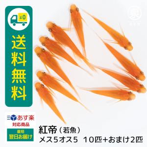 メダカ 紅帝 若魚 メス5オス5 10匹＋おまけ補償2匹付 送料無料  (E) めだか めだか生体 メダカ生体 販売生体 種類 水槽 メダカ卵 メダカ泉 水草 人気 飼育 容器｜medakafarm-sen