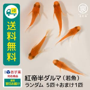 赤ダルマメダカ メダカ の商品一覧 観賞魚生体 熱帯魚 アクアリウム用品 ペット用品 生き物 通販 Yahoo ショッピング