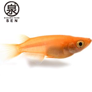 赤ダルマメダカ メダカ の商品一覧 観賞魚生体 熱帯魚 アクアリウム用品 ペット用品 生き物 通販 Yahoo ショッピング