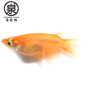 赤ダルマメダカ メダカ の商品一覧 観賞魚生体 熱帯魚 アクアリウム用品 ペット用品 生き物 通販 Yahoo ショッピング