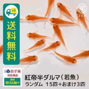 メダカ 生体 紅帝 半ダルマ 若魚 ランダム15匹＋おまけ補償3匹付  送料無料  (S)  めだか めだか生体 メダカ生体 種類 水槽 卵 水草 人気 飼育 容器｜medakafarm-sen