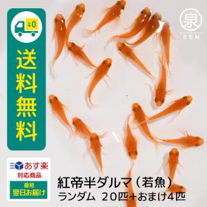 メダカ 生体 紅帝 半ダルマ 若魚 ランダム20匹＋おまけ補償4匹付  送料無料  (S)  めだか めだか生体 メダカ生体 種類 水槽 卵 水草 人気 飼育 容器｜medakafarm-sen