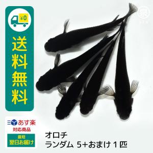 メダカオロチの商品一覧 通販 Yahoo ショッピング