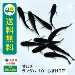 メダカオロチの商品一覧 通販 Yahoo ショッピング