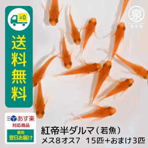 メダカ 生体 紅帝 半ダルマ 若魚 メス8オス7 15匹＋おまけ補償3匹付  送料無料  (S)  めだか めだか生体 メダカ生体 種類 水槽 卵 水草 人気 飼育 容器｜medakafarm-sen