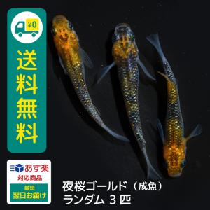 夜桜ゴールドメダカの商品一覧 通販 Yahoo ショッピング