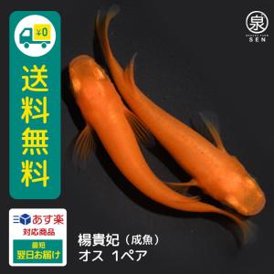 メダカ 楊貴妃 成魚 1ペア  送料無料  (E)  めだか めだか生体 メダカ生体 販売生体 種類 水槽 メダカ卵 メダカ泉 水草 人気 飼育 容器｜medakafarm-sen