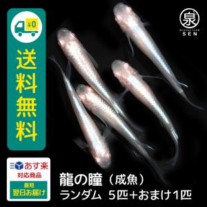 メダカ 生体 龍の瞳 若魚 ランダム5匹＋おまけ1匹