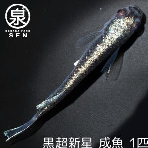 黒メダカ 販売の商品一覧 通販 Yahoo ショッピング