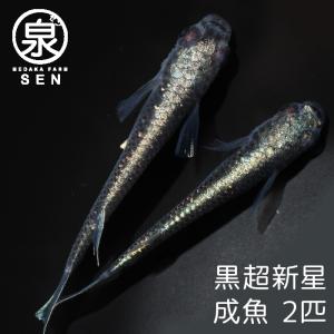 黒メダカ 販売の商品一覧 通販 Yahoo ショッピング