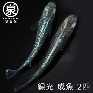 緑光メダカとは 熱帯魚 アクアリウム用品 の商品一覧 ペット用品 生き物 通販 Yahoo ショッピング