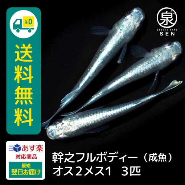 メダカ 幹之フルボディー 成魚 オス2メス1 3匹  送料無料  (E)  めだか めだか生体 メダ...