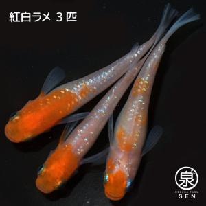 メダカ 生体 紅白ラメ 成魚 3匹 ランダム   F  めだか めだか生体