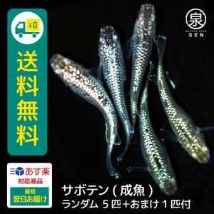メダカ 生体 サボテン 成魚 5匹＋おまけ1匹付    S めだか
