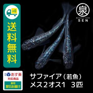 メダカ 生体 サファイア 成魚 メス2オス1 3匹   S　