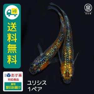 メダカ 生体 ユリシス 成魚　1ペア    E めだか めだか生体